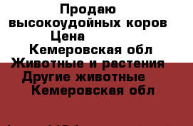 Продаю 6 высокоудойных коров, › Цена ­ 60 000 - Кемеровская обл. Животные и растения » Другие животные   . Кемеровская обл.